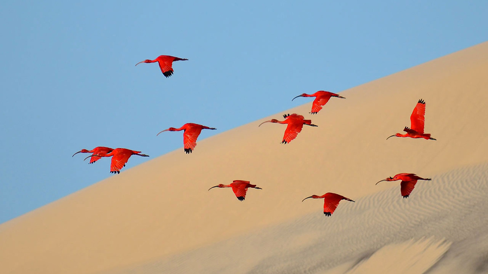 Scarlet ibis birds in Brazil, one of the winners of the Wildlife Photography of the Year competition